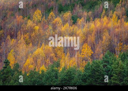 Birch forest pattern in autumn with yellow leaves, Bulgaria Countryside Stock Photo