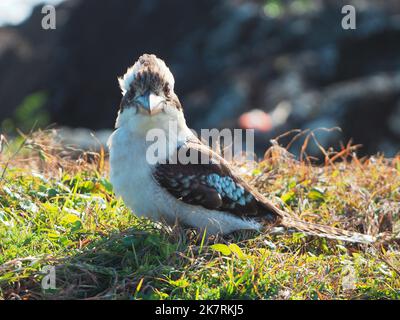 Birds, Kookaburra, an Australian Native Bird, On the green grass covered rocks at the headland, on the ground looking for food, iconic, Australia Stock Photo