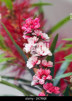 Flowering tree with spiky red blossoms on a sunny day in Waitangi, Bay ...