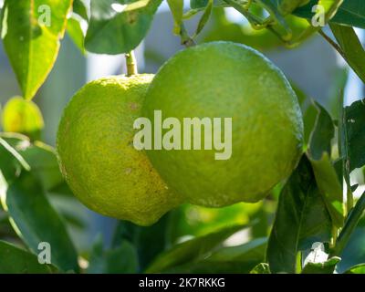 Citrus fruits, Two green limes hanging from a leafy tree in a domestic backyard, homegrown produce, coastal Australia Stock Photo