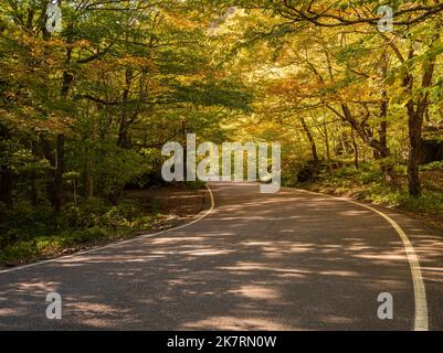 Tree tunnel over the road through Smugglers Notch leading to Stowe in the fall Stock Photo