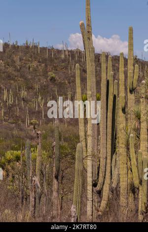 Landscape with cacti at the Tehuacan-Cuicatlan Biosphere Reserve (UNESCO World Heritage Site) near the village of Zapotitlan de las Salinas, in the st Stock Photo