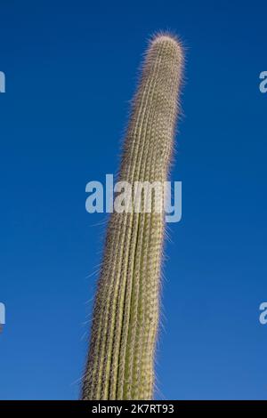 A Cephalocereus colunma-trajani (viejito, old man) cacti at the Tehuacan-Cuicatlan Biosphere Reserve (UNESCO World Heritage Site) near the village of Stock Photo