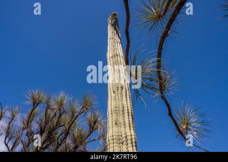 A Cephalocereus colunma-trajani (viejito, old man) cacti at the Tehuacan-Cuicatlan Biosphere Reserve (UNESCO World Heritage Site) near the village of Stock Photo