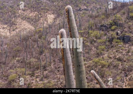 Cephalocereus colunma-trajani (viejito, old man) cacti at the Tehuacan-Cuicatlan Biosphere Reserve (UNESCO World Heritage Site) near the village of Za Stock Photo