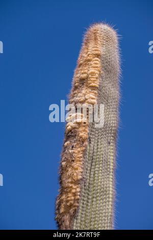 A Cephalocereus colunma-trajani (viejito, old man) cacti at the Tehuacan-Cuicatlan Biosphere Reserve (UNESCO World Heritage Site) near the village of Stock Photo