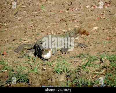 Crocodiles, land monitors, water monitors in Sri Lanka Stock Photo