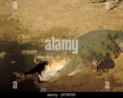 Crocodiles, land monitors, water monitors in Sri Lanka Stock Photo