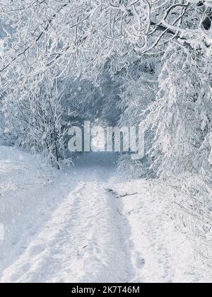 Magnificent landscape of fir trees and snow Stock Photo - Alamy