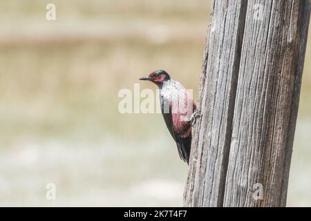 Lewis's woodpecker on a pole, Roberts, Idaho, USA Stock Photo