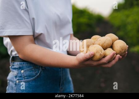 Close-up woman's hands holding potatoes grown on her plot. Outdoor lifestyle. Summer nature. Stock Photo