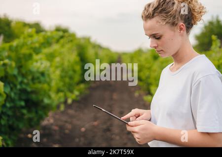 Side view caucasian agronomist with tablet computer in the vineyards checking quality and growth of grapes. Agriculture and harvesting concept Stock Photo