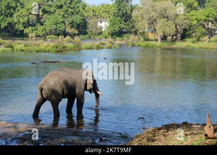 An Indian or Asian elephant on a riverbank in the forest about to drink water Stock Photo