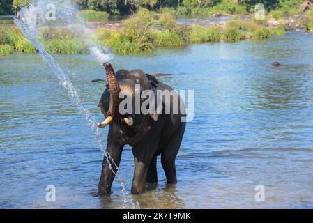 An Indian or Asian tusker elephant on a riverbank in the forest spraying water from his trunk Stock Photo