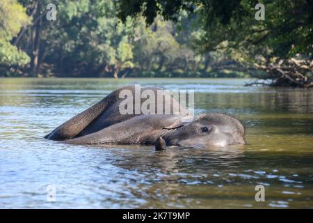 An Indian or Asian elephant lying in the water in a river in the forest Stock Photo