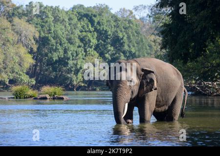 An Indian or Asian tusker elephant standing in the river in a forest Stock Photo