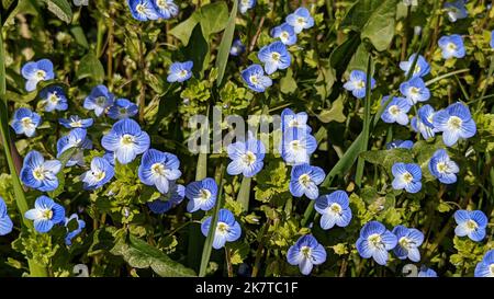 Bright blue wall speedwell or corn speedwell or common speedwell or rock speedwell (Veronica arvensis) flowers close up Stock Photo