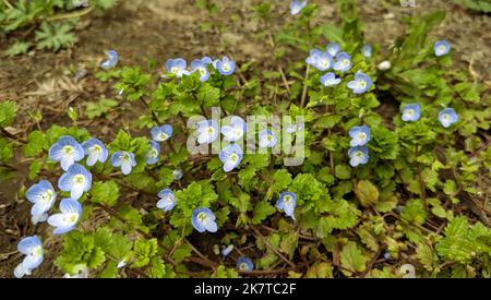 Bright blue wall speedwell or corn speedwell or common speedwell or rock speedwell (Veronica arvensis) flowers close up Stock Photo