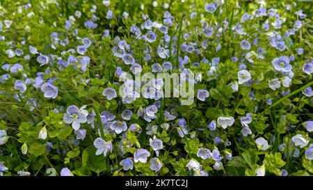 Bright blue wall speedwell or corn speedwell or common speedwell or rock speedwell (Veronica arvensis) flowers close up Stock Photo