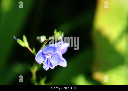 Bright blue wall speedwell or corn speedwell or common speedwell or rock speedwell (Veronica arvensis) flower close up Stock Photo