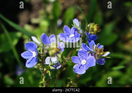 Bright blue wall speedwell or corn speedwell or common speedwell or rock speedwell (Veronica arvensis) flowers close up Stock Photo