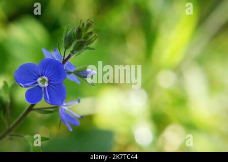 Bright blue wall speedwell or corn speedwell or common speedwell or rock speedwell (Veronica arvensis) flower close up Stock Photo