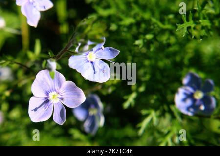 Bright blue wall speedwell or corn speedwell or common speedwell or rock speedwell (Veronica arvensis) flowers close up Stock Photo