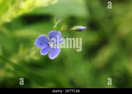 Bright blue wall speedwell or corn speedwell or common speedwell or rock speedwell (Veronica arvensis) flower close up Stock Photo