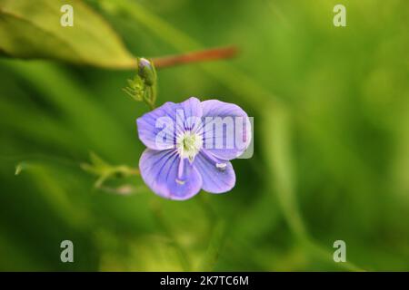 Bright blue wall speedwell or corn speedwell or common speedwell or rock speedwell (Veronica arvensis) flower close up Stock Photo
