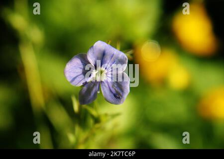 Bright blue wall speedwell or corn speedwell or common speedwell or rock speedwell (Veronica arvensis) flower close up Stock Photo