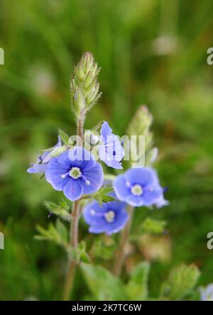 Bright blue wall speedwell or corn speedwell or common speedwell or rock speedwell (Veronica arvensis) flowers close up Stock Photo