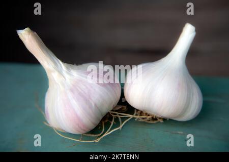 Two whole heads of garlic cloves on natural rural background. Soft selective focus. Eco healthy food. Close up food portrait of two garlic bulbs Stock Photo
