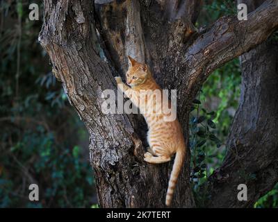 A beautiful red kitten is hiding on a tree. Blurred background. Stock Photo