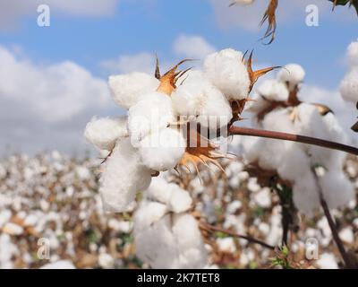 Fluffy white cotton on a background of fluffy clouds. Blurred background. Stock Photo