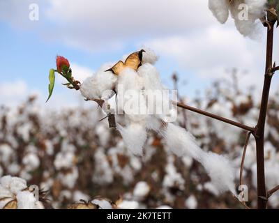 Fluffy white cotton on a background of fluffy clouds. Blurred background. Stock Photo