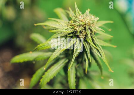 budding cannabis plant in a pot, close-up. High quality photo Stock Photo