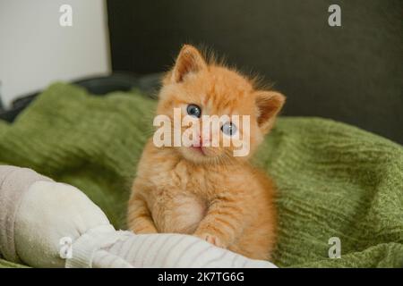 Small red kitten on green blanket. Stock Photo