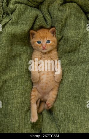 Small red kitten on green blanket. Stock Photo