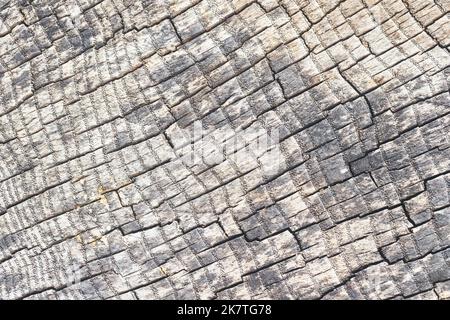Cross section of ash tree gray elm oak porous stump burnt gray and weathered with small pores in annual rings with square rectangular mosaic cracks Stock Photo