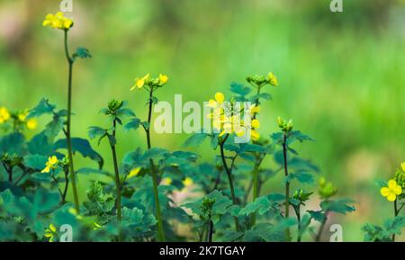 Yellow flowers of mustard plant, close up photo with selective soft focus Stock Photo