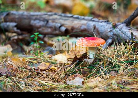 Fly agaric mushroom grows in the forest. Amanita muscaria Stock Photo