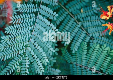 pride of barbados Plant Caesalpinia Pulcherima small green leaves and orange and red flower buds background. Natural geometric minimalist botany textu Stock Photo