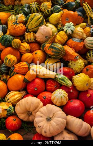 Collection of Pumpkins and squashes Stock Photo - Alamy
