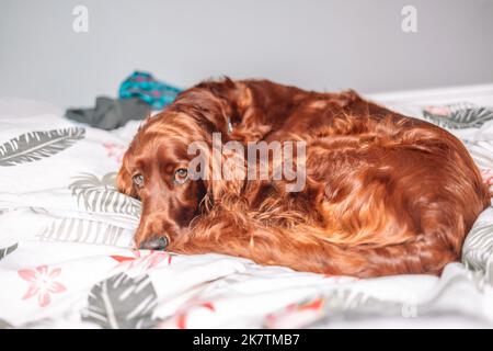 Irish Setter dog puppy under white warm blanket on a bed at home.Pet in hotel room. Pet friendly hotel. Travel with pet.  Stock Photo