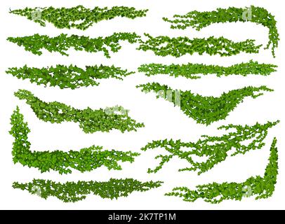 Green ivy corner. Decorative natural leaves border Stock Vector Image ...