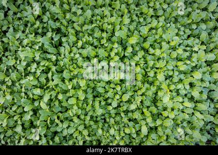 White Mustard or Sinapis alba green manure plants, weed suppressant growing in the garden top view. Stock Photo