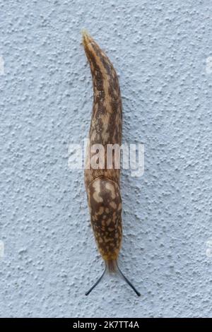 Garden snail or slug on white wall background with copy space Stock Photo