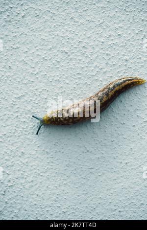 Garden snail or slug on white wall background with copy space Stock Photo