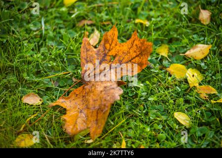 Close up of Maple leaf lying on grass in autumn Stock Photo