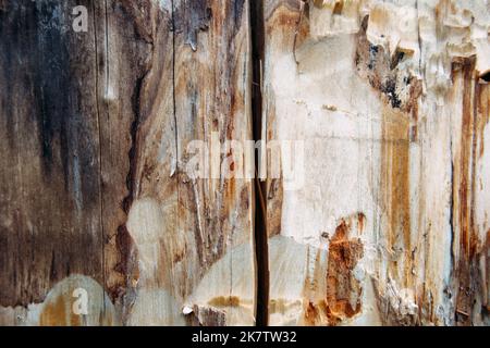 Aesthetic wooden background. Old brown rustic wooden texture. Dry rotten stump textured backdrop. Authentic dried cracked wood. Rough distressed Stock Photo